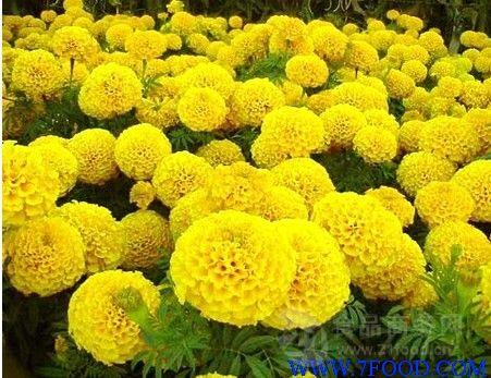 葉黃素10萬壽菊提取物源頭工廠 優(yōu)質植物提取物的價格與市場價值解析
