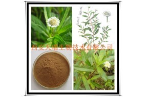 墨旱蓮浸膏 純天然中草藥提取物的價值與應用