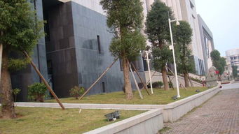 蘿崗新法院03園林綠化工程設(shè)計(jì)及施工——廣東綠化工程的典范