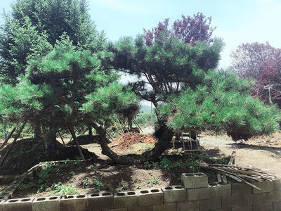 貴陽造型樹綠化