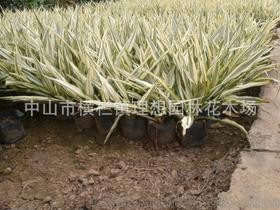 小蚌蘭 中山理想園林綠化工廠區(qū)設(shè)計、施工、種植與養(yǎng)護一體化工程解析